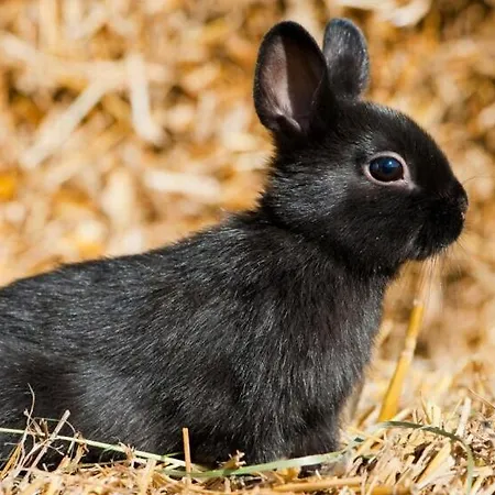 Domaine Des Célestins - Grange Aux Fées Bernay-en-Ponthieu