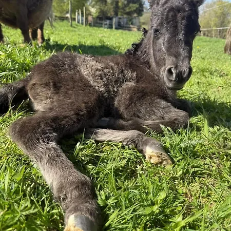 Domaine Des Celestins - Grange Aux Fees Дом отдыха *