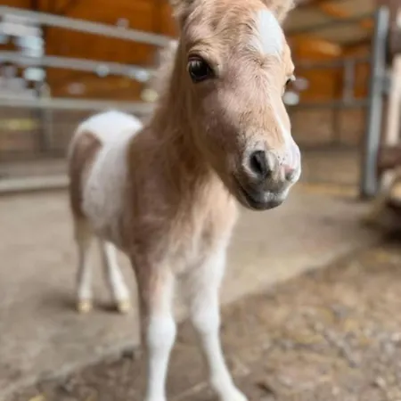 Дом отдыха Domaine Des Celestins - Grange Aux Fees Bernay-en-Ponthieu