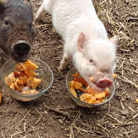 Domaine Des Celestins - Grange Aux Fees