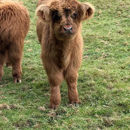 Domaine Des Celestins - Grange Aux Fees Bernay-en-Ponthieu